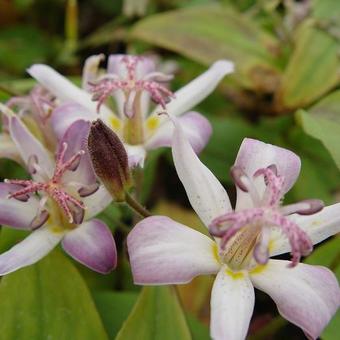 Tricyrtis hirta 'Tojen'