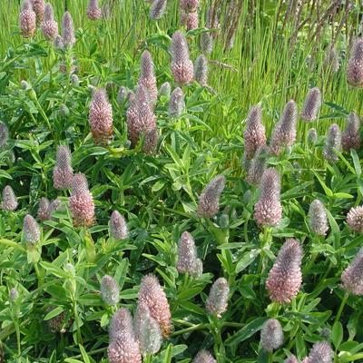 Trifolium rubens 'Peach Pink' - Klaver