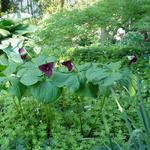 Trillium erectum - Drieblad/Boslelie