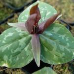 Trillium sessile - Drieblad/Boslelie