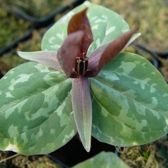 Trillium sessile