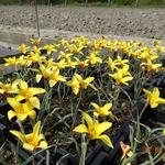 Tulipa clusiana var. chrysantha - Tulp