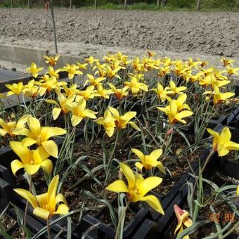 Tulipa clusiana var. chrysantha