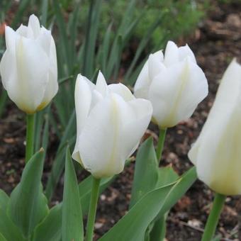 Tulipa 'Purissima'