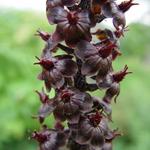 Veratrum nigrum - Zwart nieskruid, nieswortel