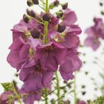 Verbascum 'Plum Smokey' - Toorts