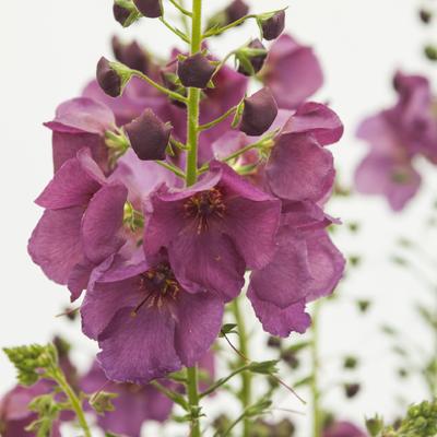 Toorts - Verbascum 'Plum Smokey'