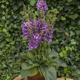 Verbascum 'Sugar Plum'