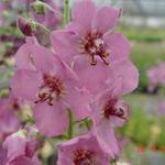 Verbascum 'Summer Sorbet' - Toorts