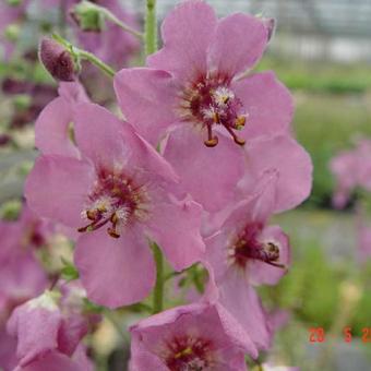 Verbascum 'Summer Sorbet'