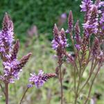 Verbena hastata 'Blue Spires' - IJzerhard