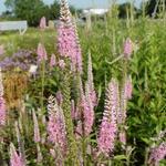 Veronica longifolia 'Charming Pink' - Ereprijs