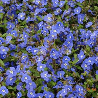 Veronica peduncularis 'Georgia Blue'