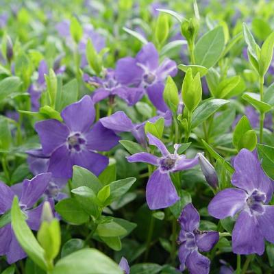 Kleine maagdenpalm - Vinca minor 'Marie'