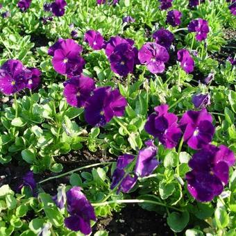 Viola cornuta 'Martin'