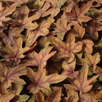 Purperklokje - X Heucherella 'Art Deco'