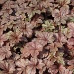 X Heucherella 'Gunsmoke' - Purperklokje