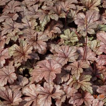 X Heucherella 'Gunsmoke'