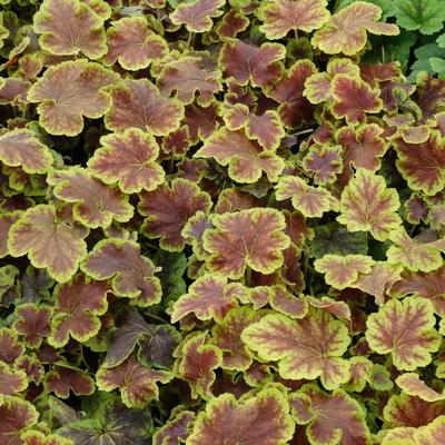 Purperklokje - X Heucherella 'Solar Eclipse'