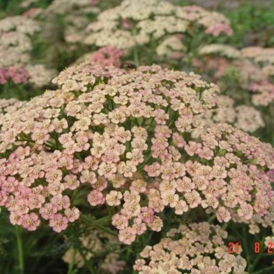 Duizendblad - Achillea millefolium 'Lachsschönheit'