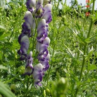 Aconitum x cammarum 'Bicolor'