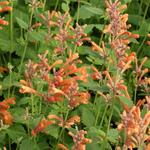 Agastache 'KUDOS Mandarin' - Anijsplant, Dropplant - Agastache 'KUDOS Mandarin'