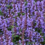 Agastache 'SUMMER Sky' - Dropplant