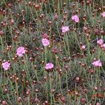 Armeria maritima 'Rubrifolia' - Engels gras - Armeria maritima 'Rubrifolia'