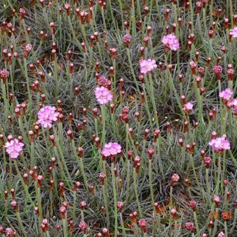 Armeria maritima 'Rubrifolia'