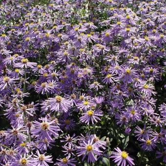 Aster macrophyllus 'Twilight'