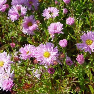 Herfstaster,  Nieuw- Nederlandse aster - Aster novi-belgii 'Fellowship'