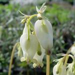 Gebroken hartje - Dicentra formosa 'Aurora'