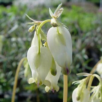 Dicentra formosa 'Aurora'