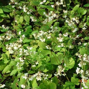 Epimedium pubigerum