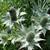 Eryngium giganteum