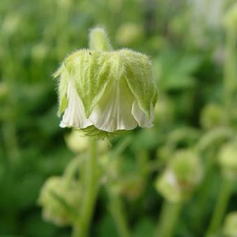 Geum rivale 'Album'