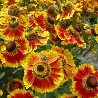 Helenium 'Biedermeier'