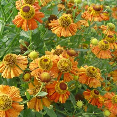 Zonnekruid - Helenium 'Kupferzwerg'