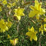 Hemerocallis 'Corky' - Daglelie