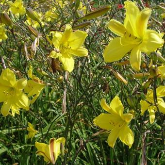 Hemerocallis 'Corky'