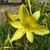 Hemerocallis lilioasphodelus