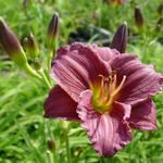 Hemerocallis 'Little Grapette' - Daglelie