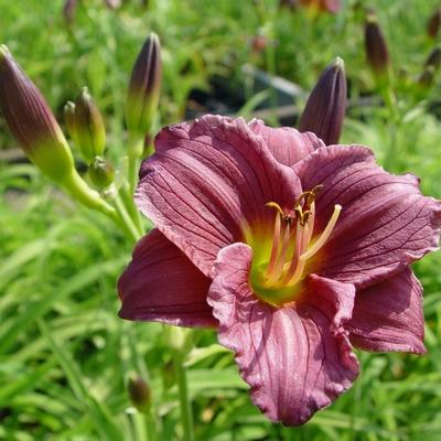 Daglelie - Hemerocallis 'Little Grapette'