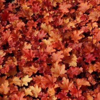 Heuchera 'Peach Flambé'