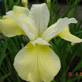 Iris sibirica 'Butter and Sugar'