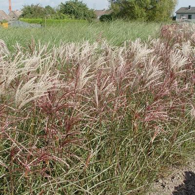 Prachtriet - Miscanthus sinensis 'China'