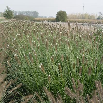 Lampepoetsersgras - Pennisetum alopecuroides 'Japonicum'