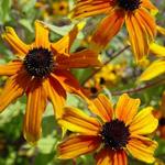 Rudbeckia triloba 'Prairie Glow' - Zonnehoed