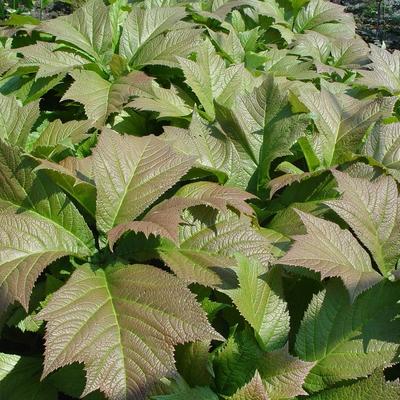 Kijkblad, Schout bij Nacht - Rodgersia podophylla 'Rotlaub'