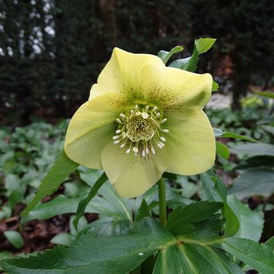 Nieskruid - Helleborus orientalis 'Yellow LADY'